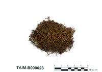 藏品(狹葉牛舌苔)的圖片